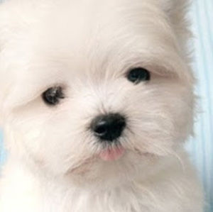 Meet your Posher, Rossana